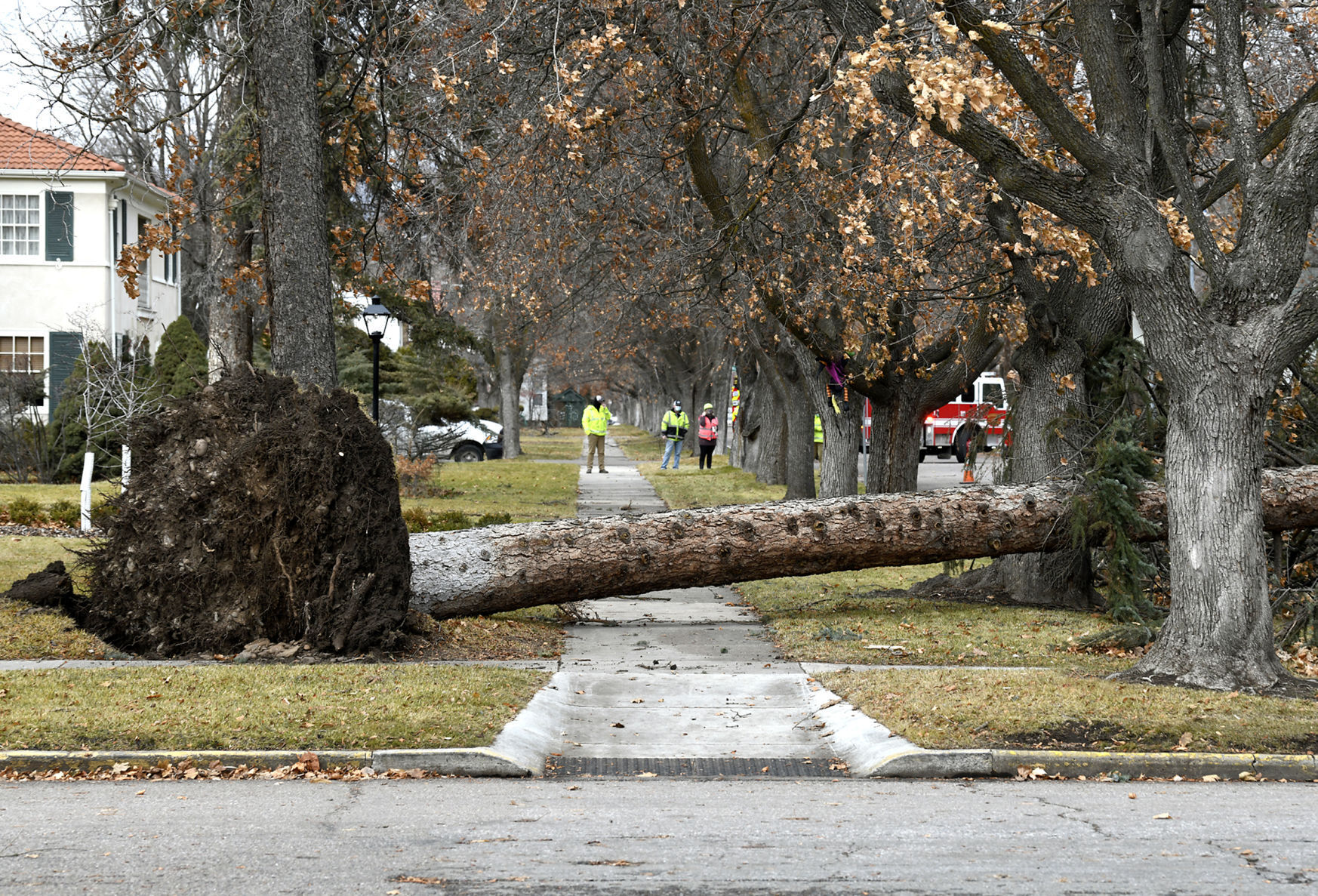 Windstorm in Missoula 13